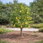Mini hruška nízkokmenná (Pyrus communis) ´GARDEN GEM´® - výška 80-100 cm, obvod kmeňa 6/8 cm, kont. C10L